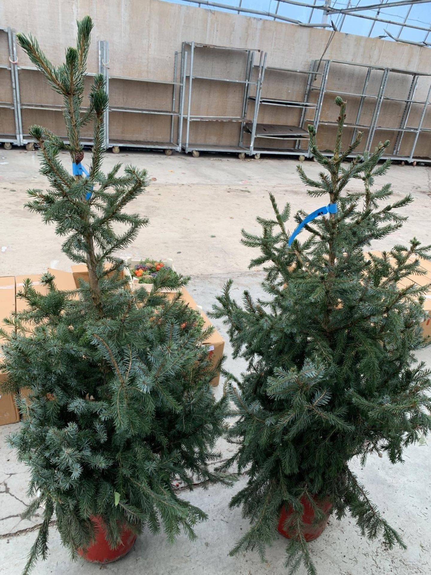 TWO POTTED PICEA OMORIKA 4-5FT TALL IN RED POTS + VAT TO BE SOLD FOR THE PAIR - Image 5 of 14