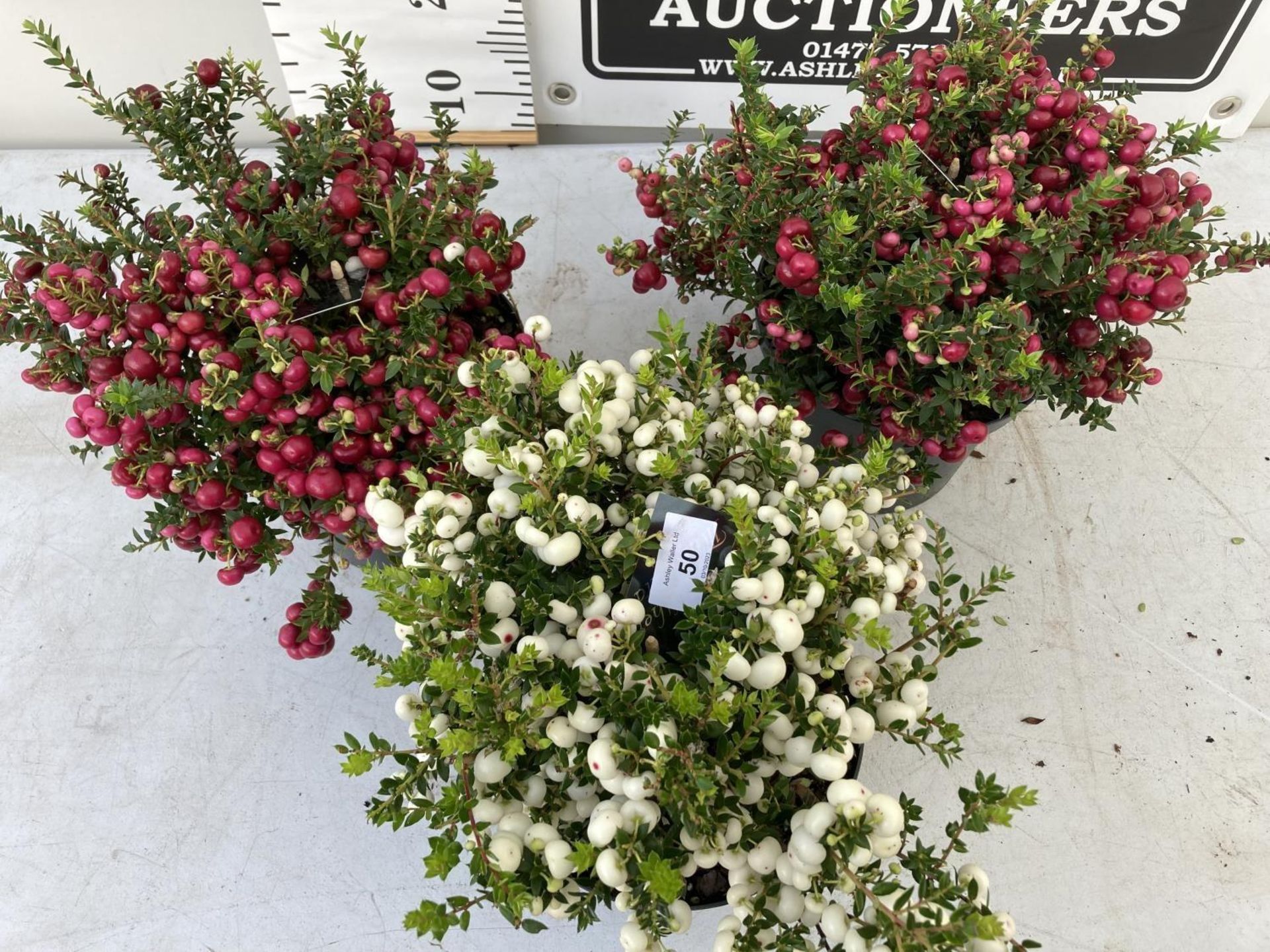 WELCOME TO ASHLEY WALLER HORTICULTURE AUCTION LOTS BEING ADDED DAILY - Image 15 of 21