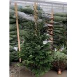 FIVE NORDMAN FIR CHRISTMAS TREES 5-6 FT TALL + VAT. THE TREE PICTURES ARE OF GENERAL STOCK. TO BE