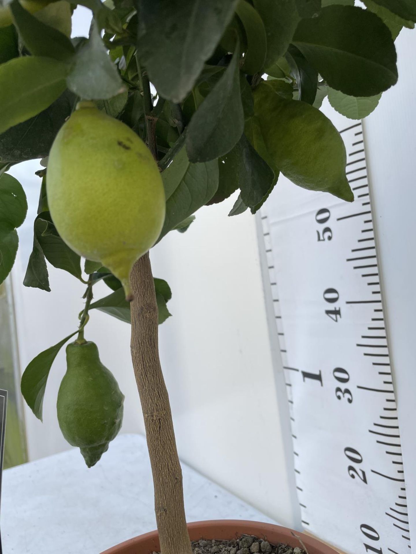 ONE STANDARD LEMON FRUIT TREE WITH FRUIT APPROX 90CM IN HEIGHT NO VAT - Image 4 of 6