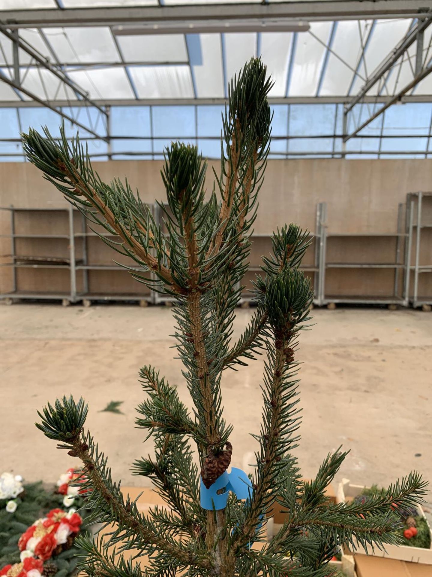 TWO POTTED PICEA OMORIKA 4-5FT TALL IN RED POTS + VAT TO BE SOLD FOR THE PAIR - Image 6 of 14