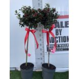 TWO STANDARD ILEX MESERVEAE BLUE MAID HOLLY TREES WITH BERRIES IN 7.5 LTR POTS 150CM TALL + VAT TO