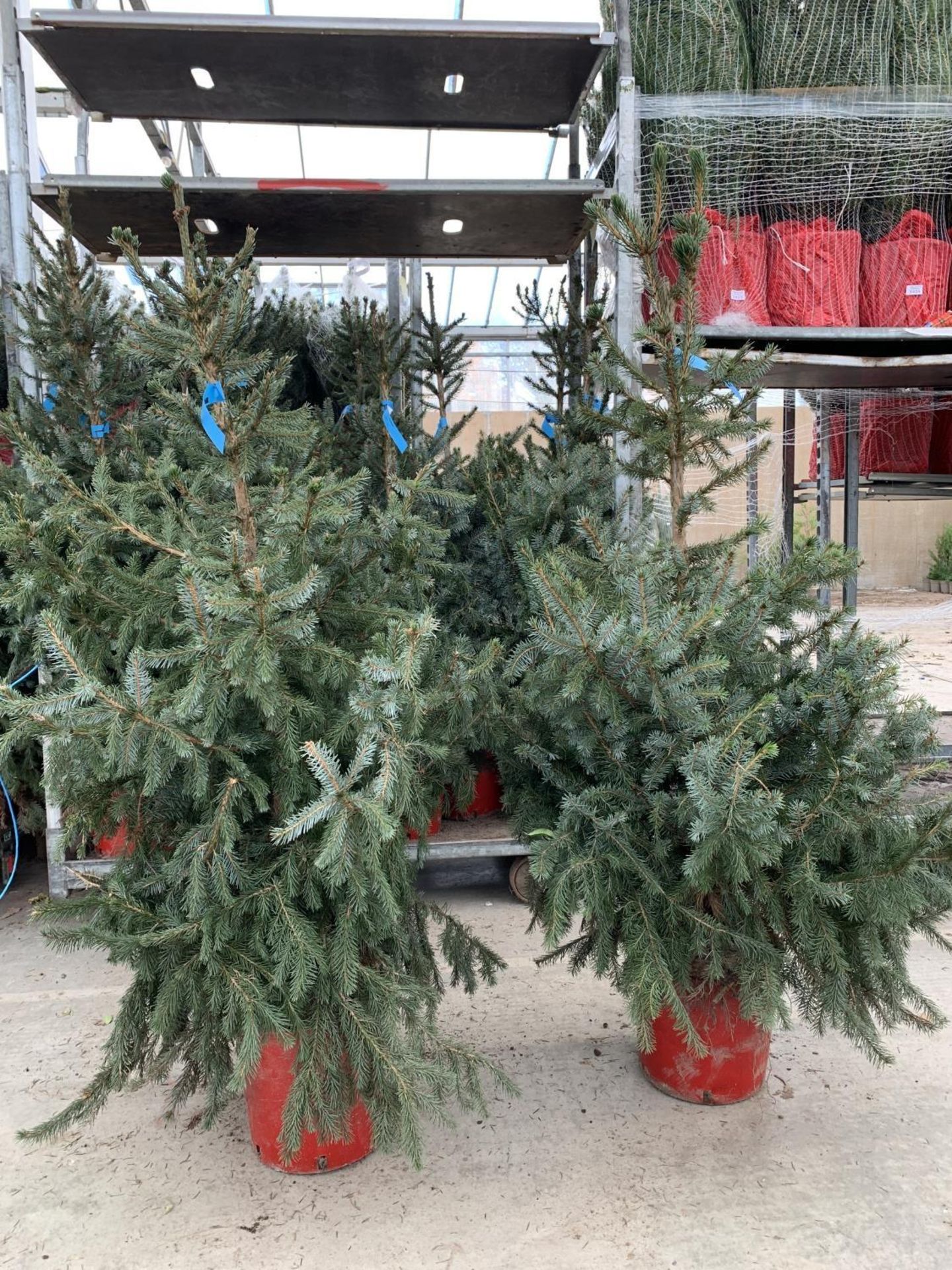 TWO POTTED PICEA OMORIKA 4-5FT TALL IN RED POTS + VAT TO BE SOLD FOR THE PAIR - Image 2 of 14