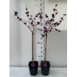 TWO STANDARD CALLICARPA WITH BERRIES 'BODINIERI PROFUSION' IN 4 LTR POTS OVER 130CM TALL + VAT TO BE