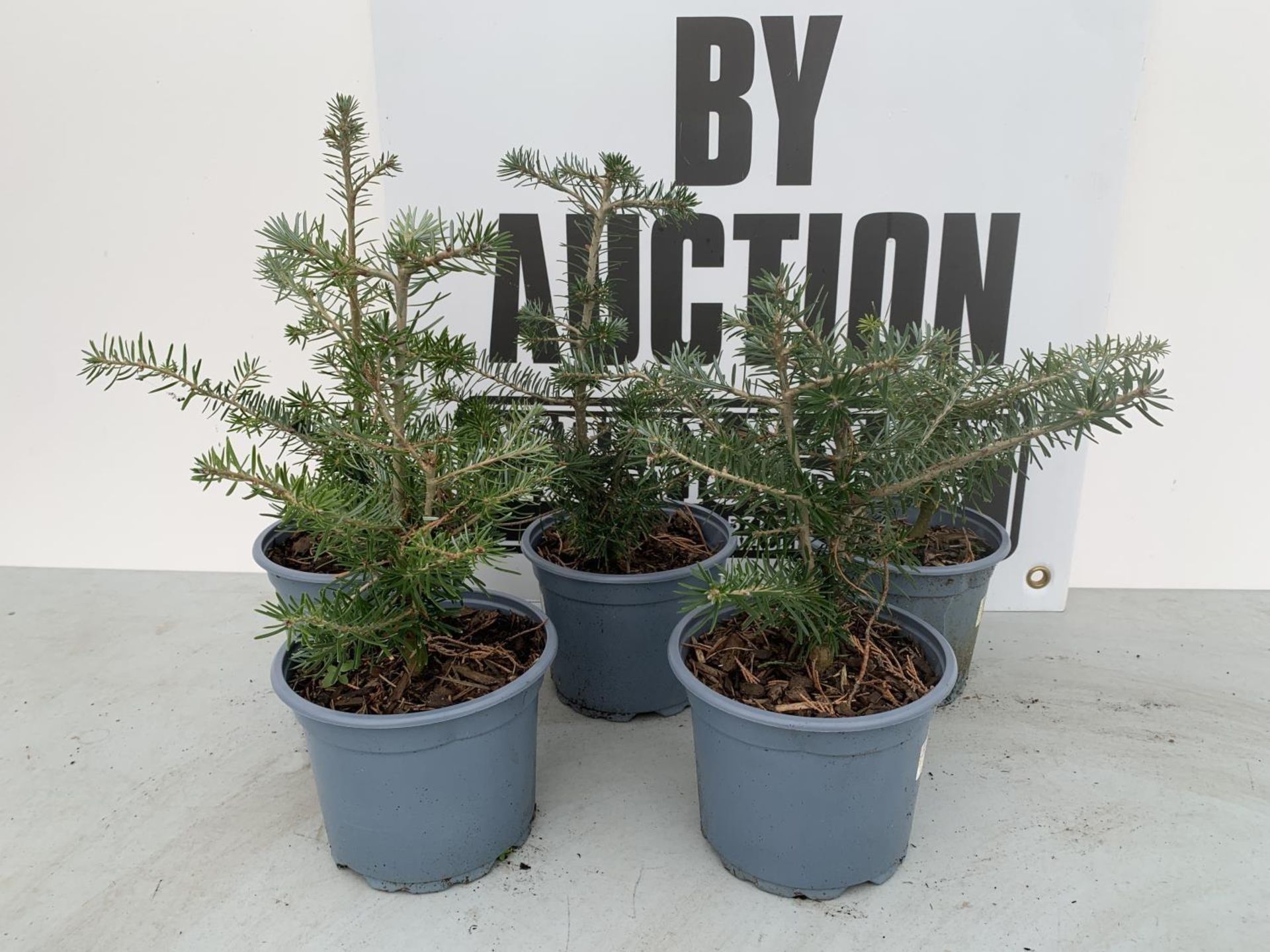 FIVE ABIES NORDMAN + VAT TO BE SOLD FOR THE FIVE