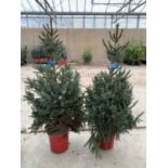 TWO POTTED PICEA OMORIKA 4-5FT TALL IN RED POTS + VAT TO BE SOLD FOR THE PAIR