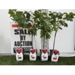 FOUR VARIOUS VARIETY CHERRY TREES (KORDIA, SUNBURST, REGINA) IN 5 LTR POTS NO VAT TO BE SOLD FOR THE