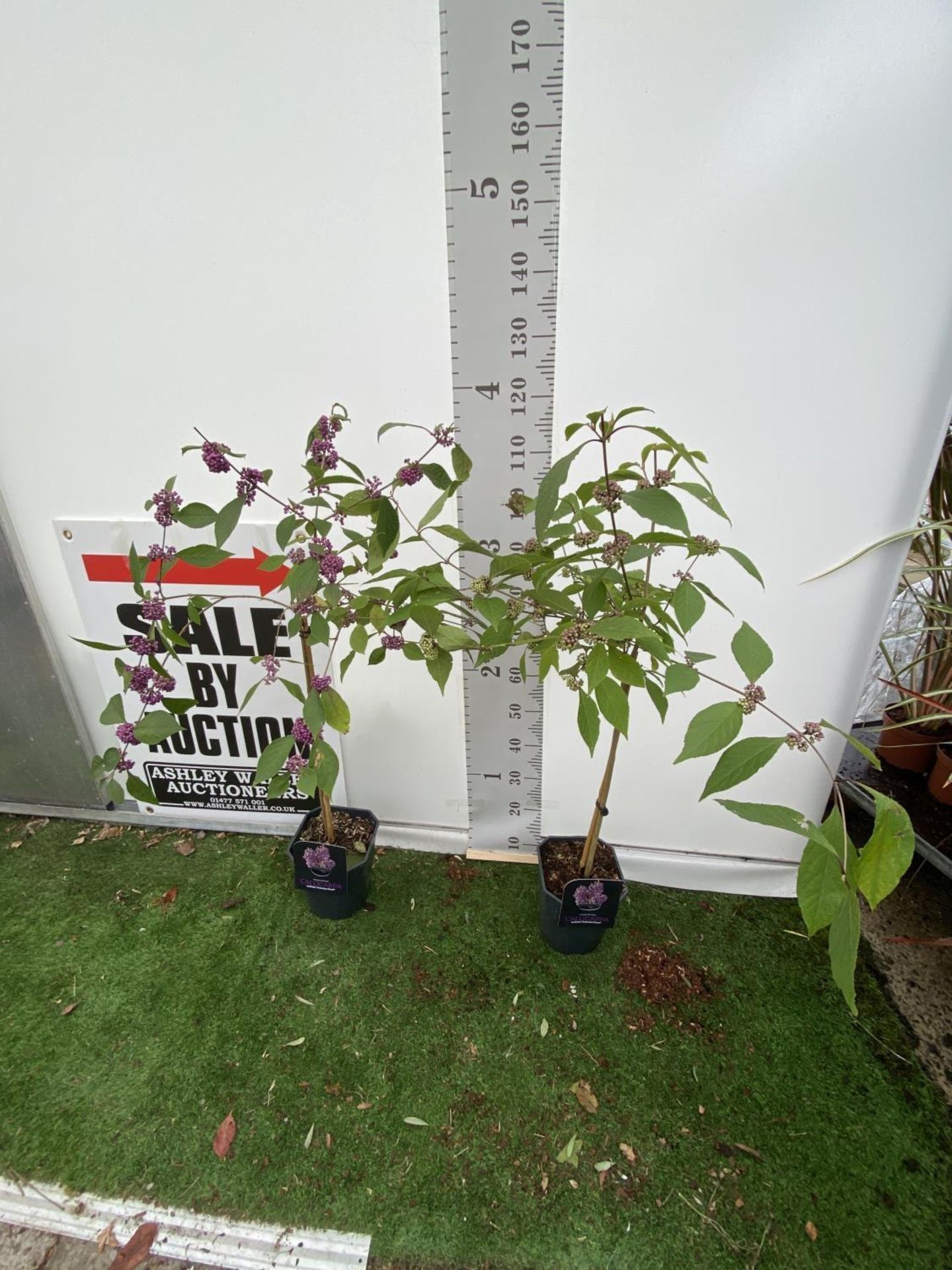 TWO STANDARD CALLICARPA BODINIERI PROFUSION IN 4 LTR POTS + VAT TO BE SOLD FOR THE TWO PLANTS