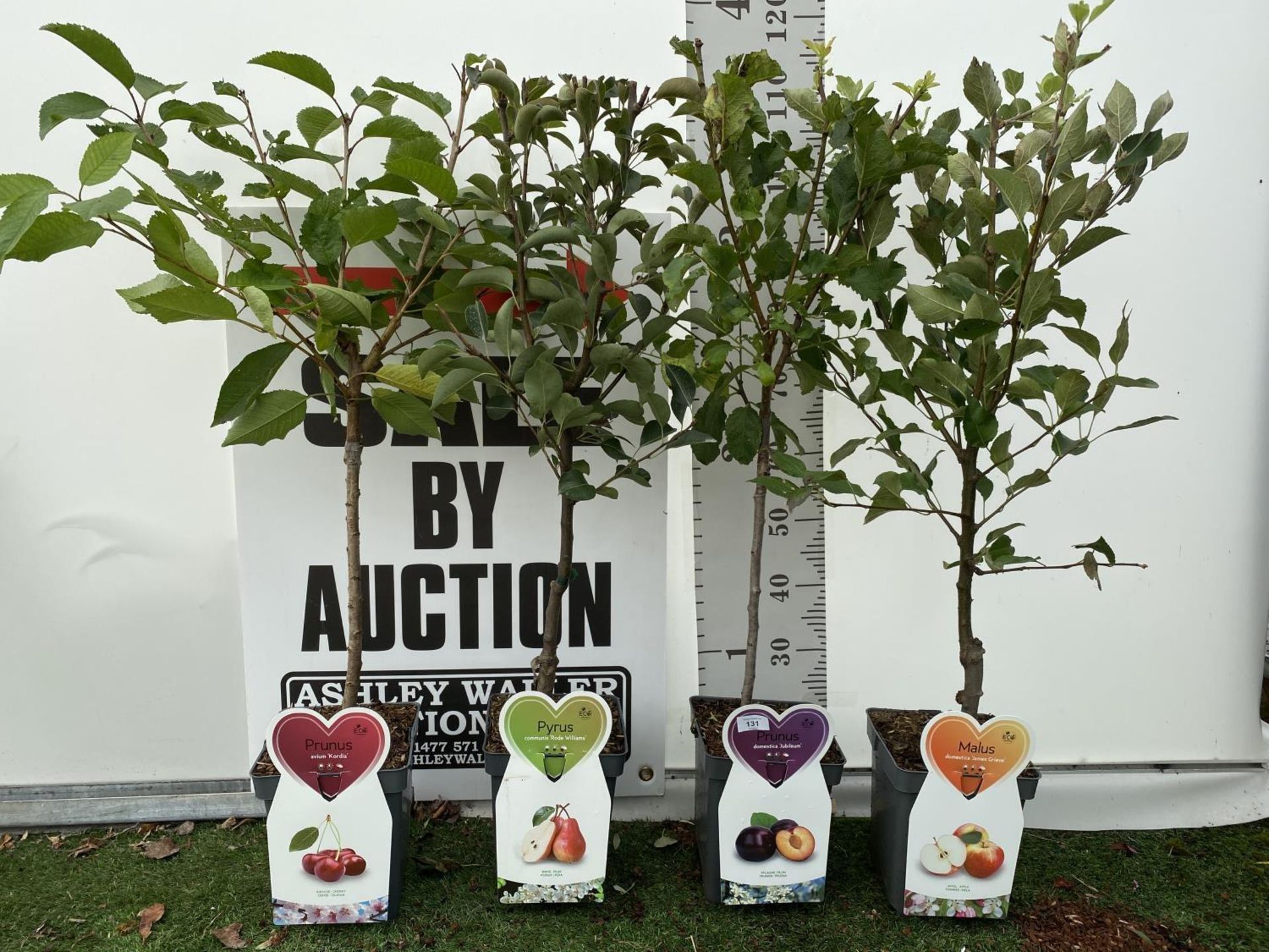 WELCOME TO ASHLEY WALLER HORTICULTURE AUCTION LOTS BEING ADDED DAILY - Image 19 of 21