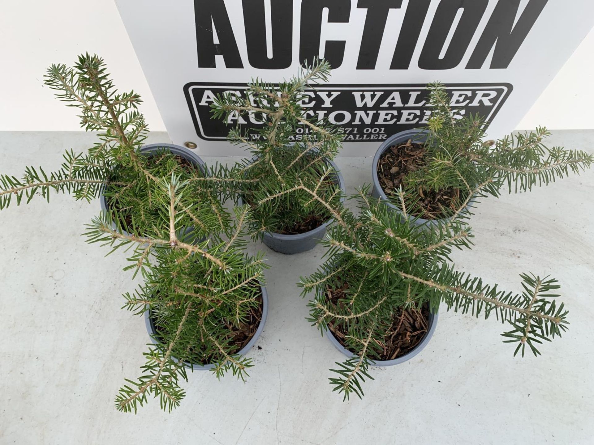 FIVE ABIES NORDMAN + VAT TO BE SOLD FOR THE FIVE - Image 4 of 8