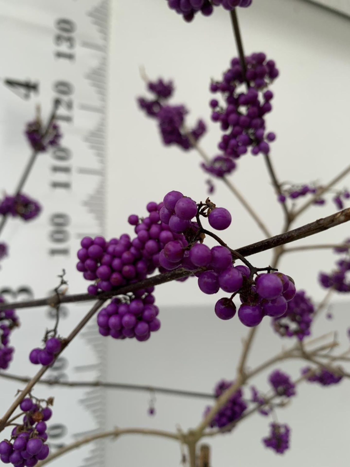 TWO STANDARD CALLICARPA BODINIERI PROFUSION IN 4 LTR POTS + VAT TO BE SOLD FOR THE TWO PLANTS - Image 8 of 11