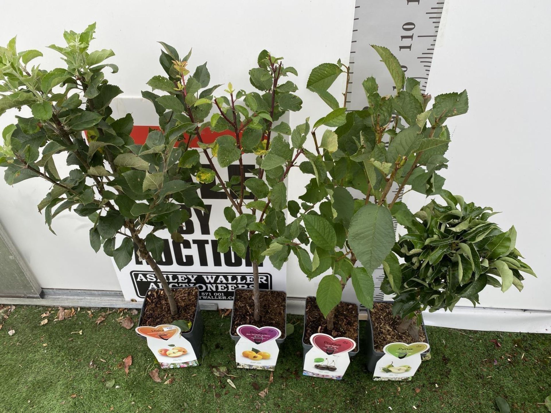 FOUR MIXED FRUIT TREES TO INCLUDE AN APPLE (GOLDEN PEARMAIN), PEAR (CONDO), PLUM (MIRABLELLE DE - Image 26 of 32