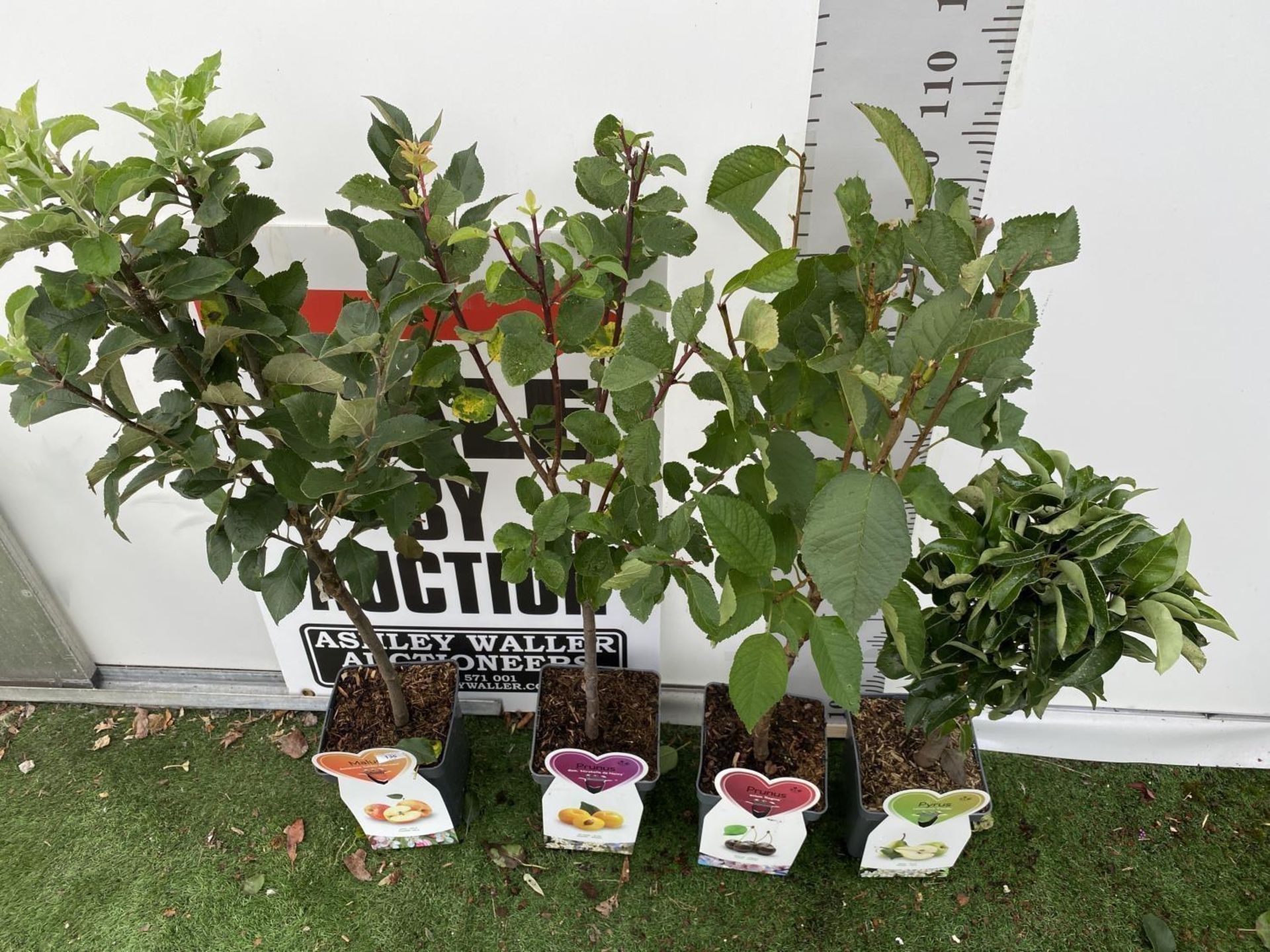 FOUR MIXED FRUIT TREES TO INCLUDE AN APPLE (GOLDEN PEARMAIN), PEAR (CONDO), PLUM (MIRABLELLE DE - Image 25 of 32