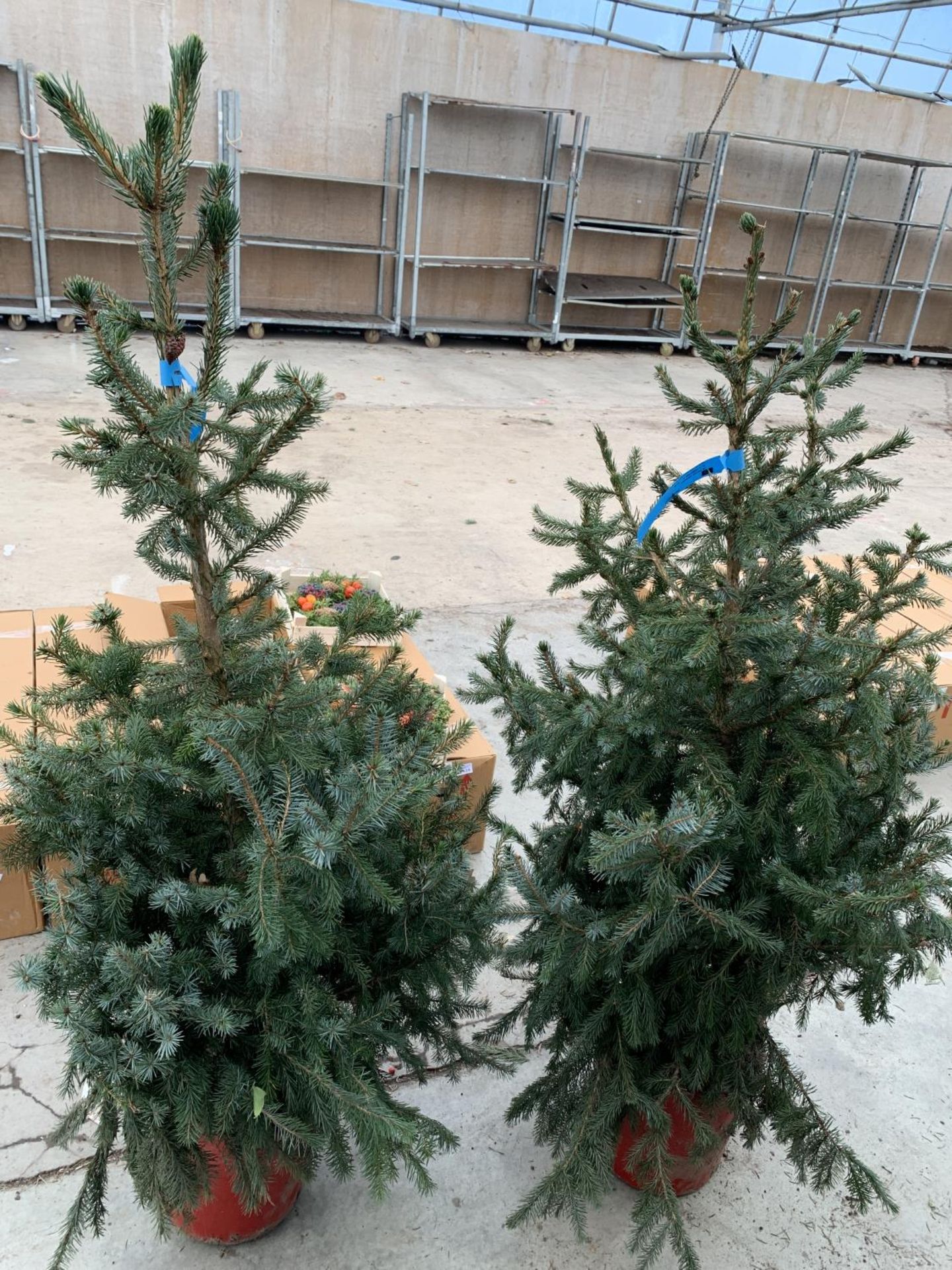 TWO POTTED PICEA OMORIKA 4-5FT TALL IN RED POTS + VAT TO BE SOLD FOR THE PAIR - Image 3 of 14