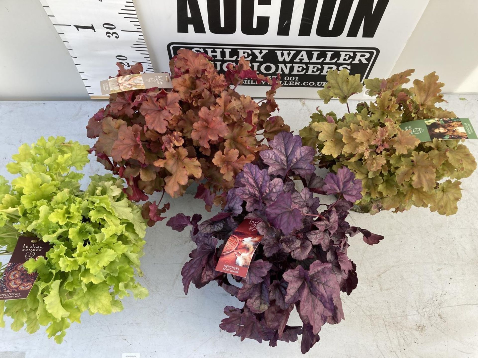 WELCOME TO ASHLEY WALLER HORTICULTURE AUCTION LOTS BEING ADDED DAILY - Image 14 of 21
