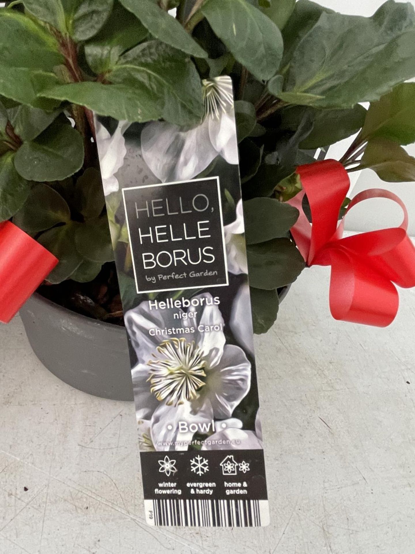 TWO HELLEBOROUS WHITE NIGER CHRISTMAS CAROL IN A 3 LTR BOWL + VAT TO BE SOLD FOR THE TWO - Image 8 of 8