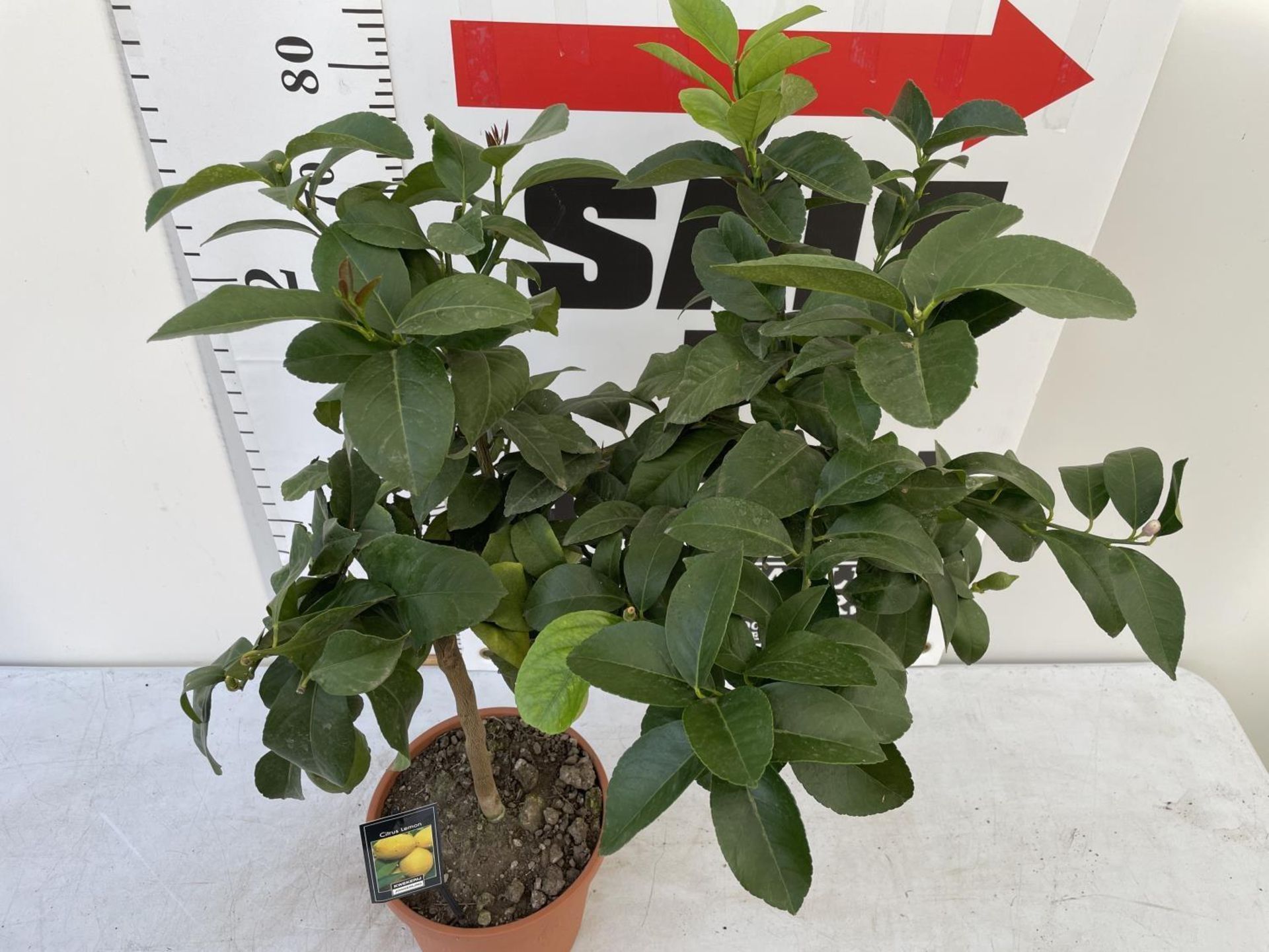 ONE STANDARD LEMON FRUIT TREE WITH FRUIT APPROX 90CM IN HEIGHT NO VAT - Image 5 of 6