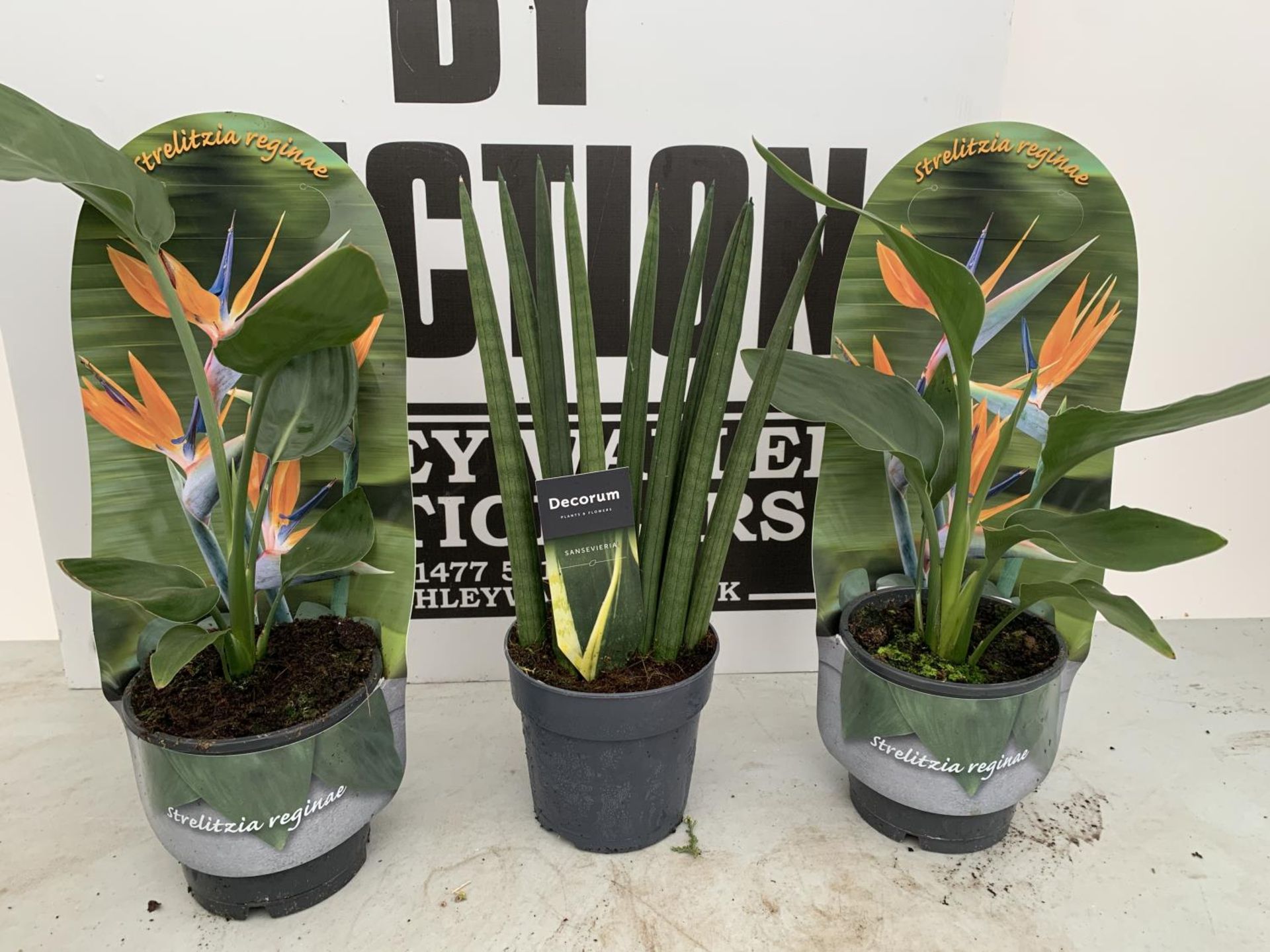 THREE HOUSE PLANTS TO INCLUDE TWO BIRDS OF PARADISE AND A DECORUM PLUS VAT TO BE SOLD FOR THE THREE