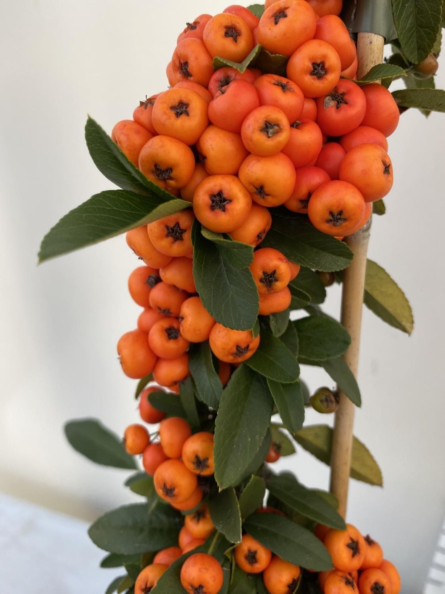 THREE PYRACANTHA SUNNY STAR IN 3 LTR POTS + VAT TO BE SOLD FOR THE THREE - Image 6 of 8