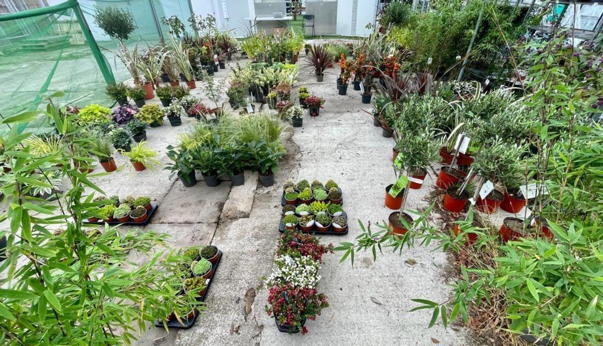 WELCOME TO ASHLEY WALLER HORTICULTURE AUCTION LOTS BEING ADDED DAILY - Image 6 of 21