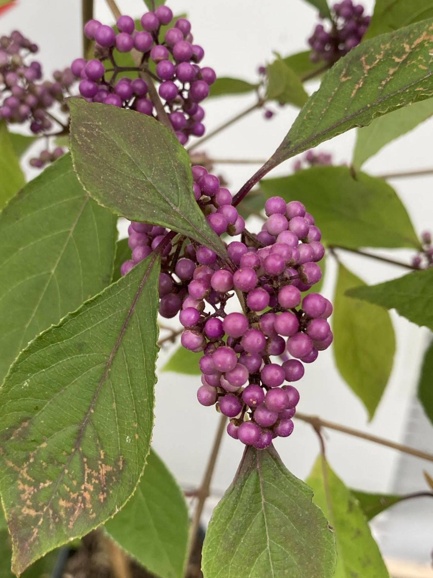 TWO STANDARD CALLICARPA BODINIERI PROFUSION IN 4 LTR POTS + VAT TO BE SOLD FOR THE TWO PLANTS - Image 11 of 11