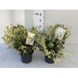 FOUR EUONYMUS FORTUNEI HARLEQUIN IN 2 LTR POTS + VAT TO BE SOLD FOR THE FOUR