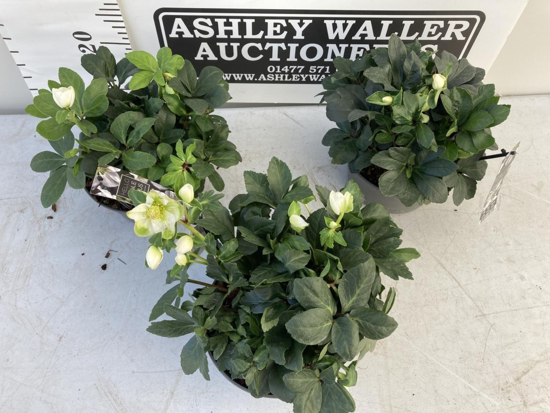 WELCOME TO ASHLEY WALLER HORTICULTURE AUCTION LOTS BEING ADDED DAILY - Image 13 of 21