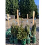 FIVE POT GROWN NORWAY CHRISTMAS TREES 3-4FT TALL + VAT TO BE SOLD FOR THE FIVE