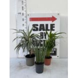 THREE HOUSE PLANTS TO INCLUDE A BIRD OF PARADISE A DECORUM AND A DYPSIS PALM (60CM IN HEIGHT) PLUS