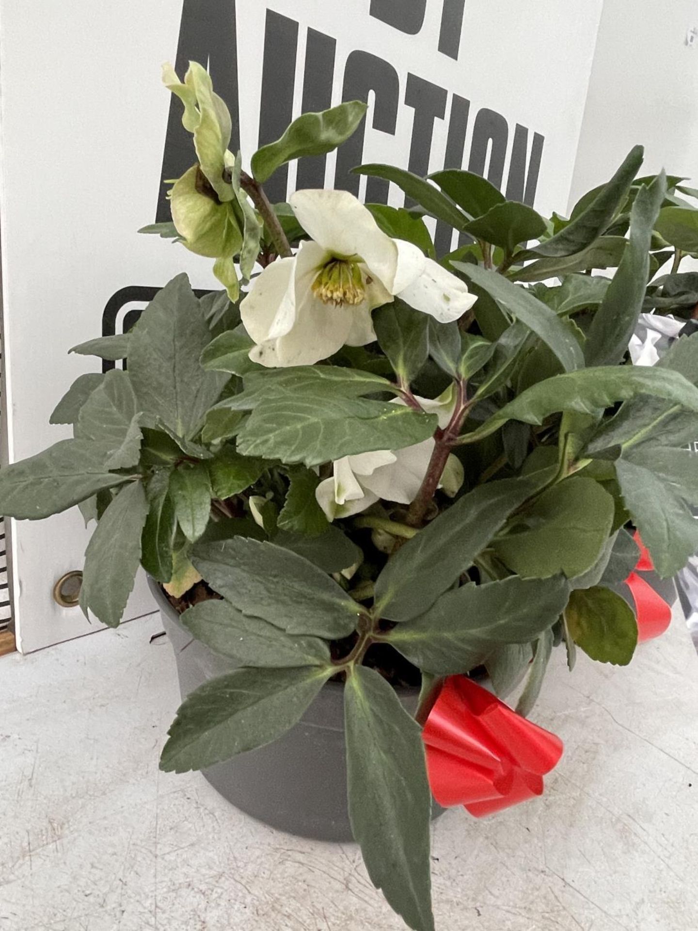 TWO HELLEBOROUS WHITE NIGER CHRISTMAS CAROL IN A 3 LTR BOWL + VAT TO BE SOLD FOR THE TWO - Image 6 of 8