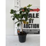 ONE STANDARD GRAPEFRUIT TREE WITH FRUIT APPROX 90CM IN HEIGHT NO VAT