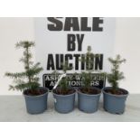 FOUR ABIES NORDMAN + VAT TO BE SOLD FOR THE FOUR