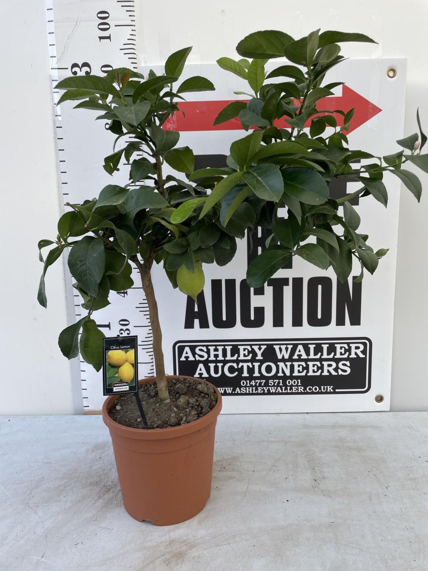 ONE STANDARD LEMON FRUIT TREE WITH FRUIT APPROX 90CM IN HEIGHT NO VAT