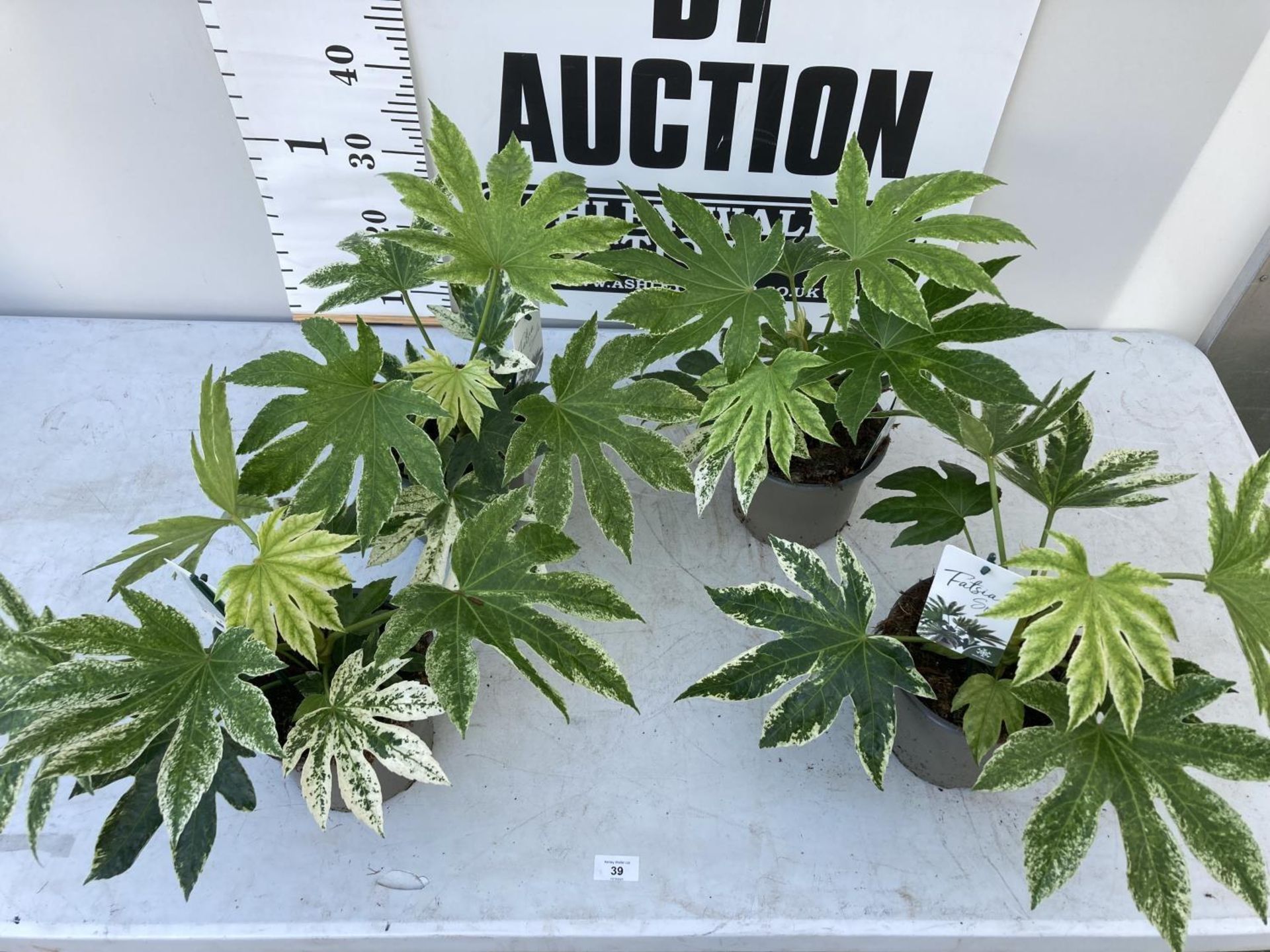 WELCOME TO ASHLEY WALLER HORTICULTURE AUCTION LOTS BEING ADDED DAILY - Image 12 of 21