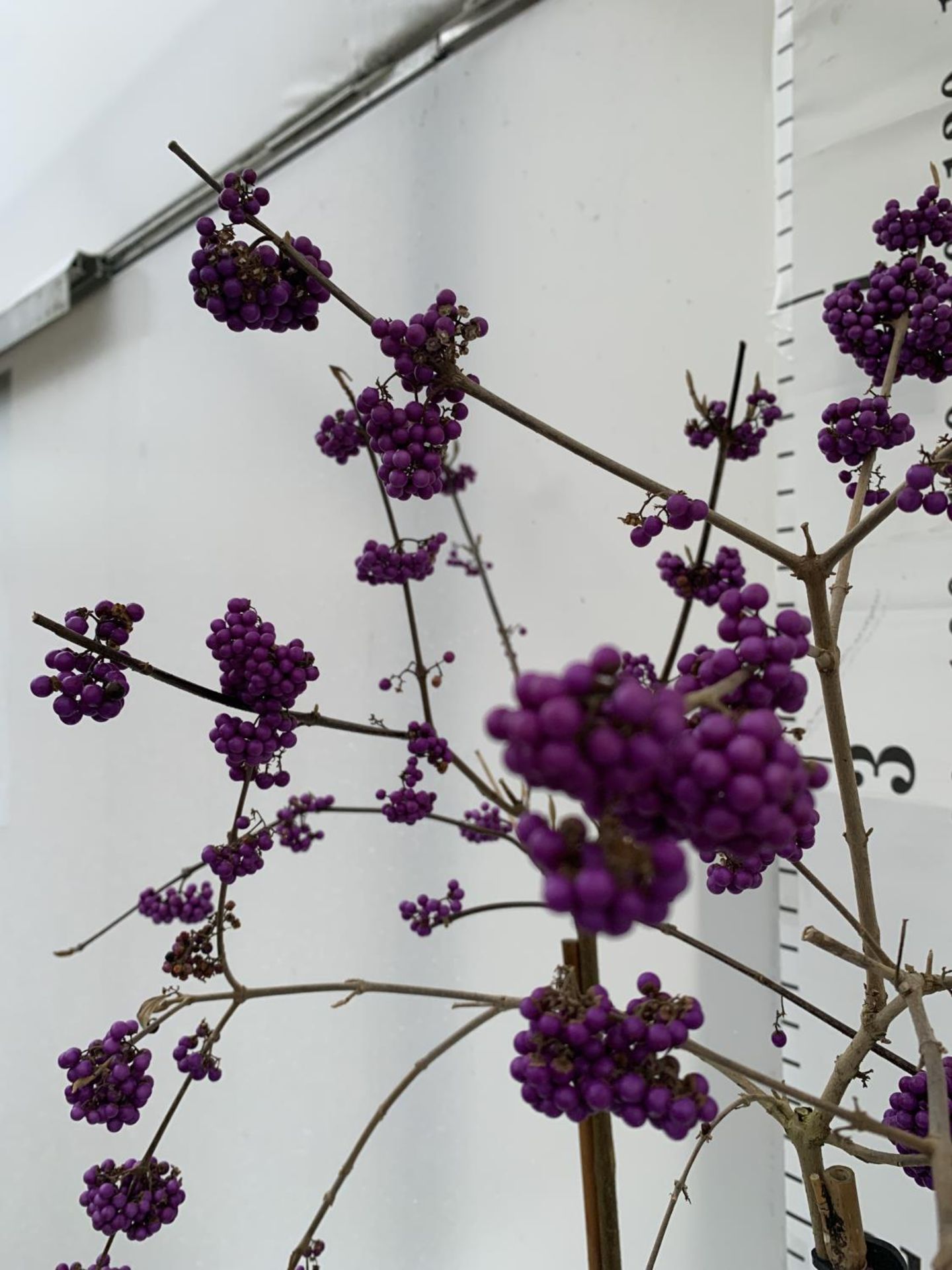 TWO STANDARD CALLICARPA BODINIERI PROFUSION IN 4 LTR POTS + VAT TO BE SOLD FOR THE TWO PLANTS - Image 5 of 11