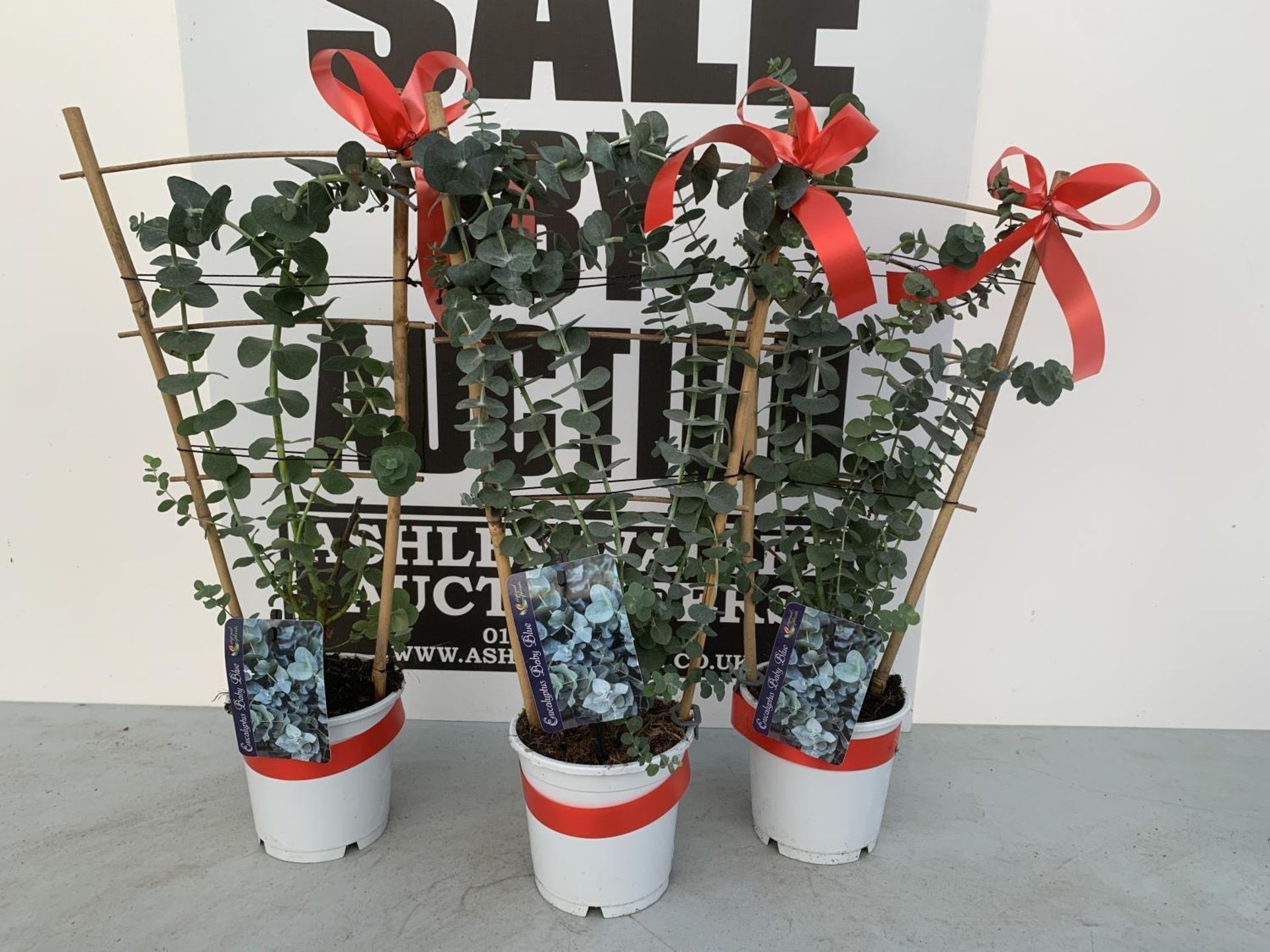 THREE EUCALYPTUS 'BABY BLUE' PLANTS ON A TRELLIS APPROX 50CM PATIO READY PLUS VAT TO BE SOLD FOR THE