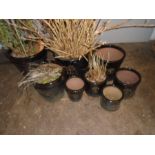 A collection of eight Heritage Garden black ceramic garden pots.