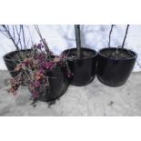 Four large ceramic glazed black garden pots.