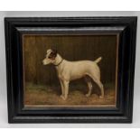 A framed study of a Jack Russell Terrier "Jess" with indistinct signature to lower left 20cm x 26cm