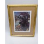 A signed limited edition Mick Cawston print of a black Labrador. Overall size 40cm x 32cm