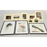 A collection of various prints and watercolours including natural history etc.