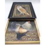Two oil on board framed pictures of an owl (overall size 49cm x 40cm frame AF) and a rooster.