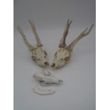 Two Roe deer skulls and one other (A/F)