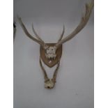 A mounted deer skull and antlers along with a part Roe deer skull