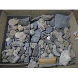 A collection of Jurassic Coast fossils