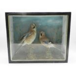 A turn of the century taxidermy of a pair of jays in naturalistic setting, named to 'A. C. Foot,