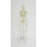 A medical student's anatomical resin skeleton - height 168cm