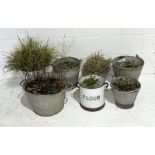 A collection of galvanised and enamel bucket planters