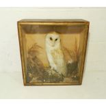 A turn of the century taxidermy barn owl in naturalistic setting - length 38cm, depth 15cm, height