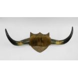 A small pair of mounted buffalo horns - length 53cm